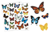 Realistic Butterfly Stickers - 44 pcs - 1 - Realistic Stickers - 10doigts.com - Realistic Stickers – 10doigts.fr