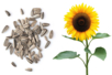 lino girasol - Jardinería niños – 10doigts.fr
