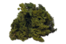 Icelandic Green Moss - Flowers, Plants - 10doigts.fr