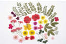 Dried Flowers and Leaves - Approximately 40 Pieces - Dried Flowers, Pine Cones - 10doigts.fr