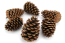 Grandes piñas - 6 unidads - Decors naturaleza - 10doigts.fr