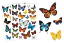 Realistic Butterfly Stickers - 44 pcs - Realistic Stickers - 10doigts.fr
