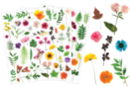 Herbarium Stickers - 3 Sheets (112 pcs) - Realistic Stickers - 10doigts.fr