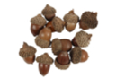 Natural Acorns - 12 Pieces - Dried Flowers, Pine Cones - 10doigts.fr