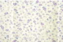Trocito de tela impresa flores violetas - 43 x 53 cm - Telas en ofertas 30123 - 10doigts.fr