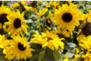 Paquete de semillas de girasoles enanos - Jardinería niños 11585 - 10doigts.fr