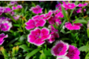 Semillas de claveles de China - Jardinería niños 11963 - 10doigts.fr