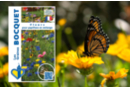 Mélange de graines de fleurs pour papillons - Gardening for Kids - 10doigts.fr
