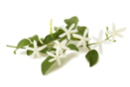 Fragancia para vela 27 ml - Jazmín - Perfumes y Colorantes para Velas 08420 - 10doigts.fr