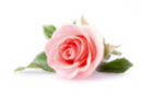 27 ml candle fragrance - Rose - Candles Scents and Dyes - 10doigts.fr