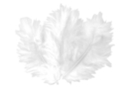 Plumas blancas - Set de aproximadamente 50 plumas - Plumas decorativas 10442 - 10doigts.fr