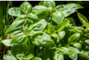 Basil Seeds - Gardening for Kids - 10doigts.fr