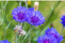 Semillas de aciano - Jardinería niños 57447 - 10doigts.fr