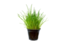 Chive Seeds - Gardening for Kids - 10doigts.fr