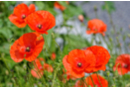 Semillas de adormidera - Jardinería niños 57446 - 10doigts.fr