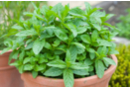 Green mint seeds - Gardening for Kids - 10doigts.fr