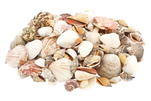 Natural Shells - 1 kg - 2 - Pebbles and Shells - 10doigts.com - Galets et coquillages - 10doigts.fr