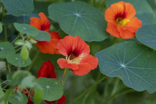 Packet of Dwarf Nasturtium Seeds - 3 - Gardening for Kids - 10doigts.com - Jardinage enfants - 10doigts.fr
