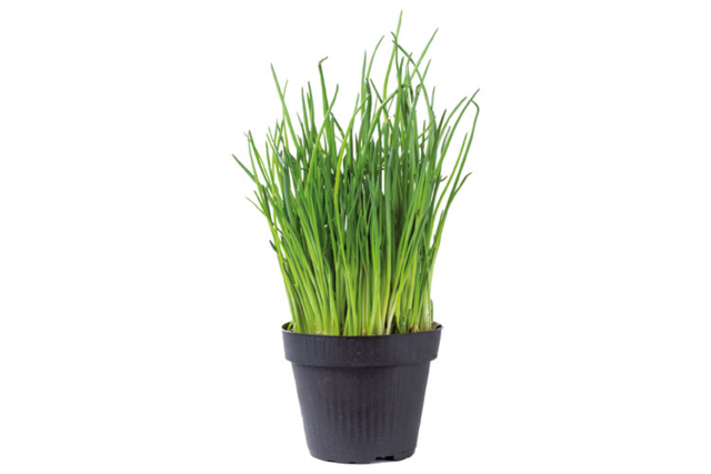 Gardening Kit: Chive Pots - 4 Pieces - 4 - Gardening for Kids - 10doigts.com - Jardinage enfants - 10doigts.fr