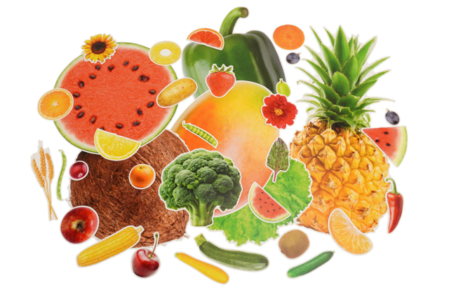 Mega set of realistic fruits and vegetables in strong cardstock - 150 shapes - 3 - Educational Kits - 10doigts.com - Kits éducatifs : le plaisir d'apprendre par la manipulation - 10doigts.fr