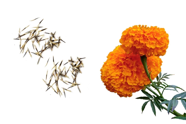 Planting Seeds for Children - 5 - Gardening for Kids - 10doigts.com - Jardinage enfants - 10doigts.fr