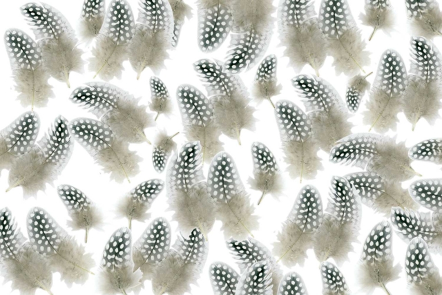plumas naturales - Plumes décoratives - 10doigts.fr