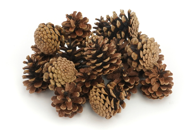 piñas de 5 a 8 cm - Décors nature - 10doigts.fr