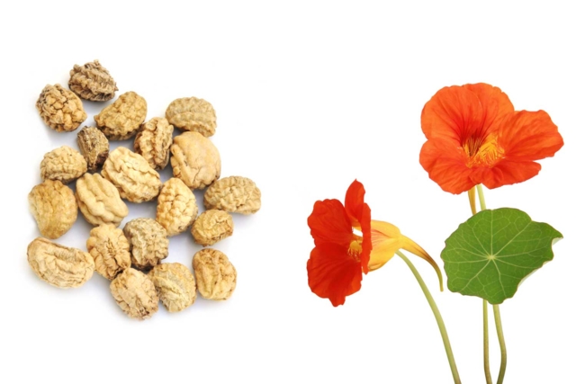 Planting Seeds for Children - 4 - Gardening for Kids - 10doigts.com - Jardinage enfants - 10doigts.fr