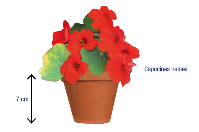Packet of Dwarf Nasturtium Seeds - 4 - Gardening for Kids - 10doigts.com - Jardinage enfants - 10doigts.fr