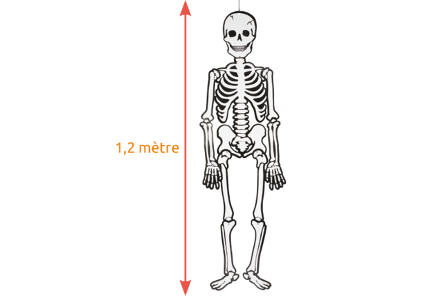 Glow-in-the-Dark Giant Skeleton with Joints - 5 - Halloween Craft Kits - 10doigts.com - Kits créatifs Halloween - 10doigts.fr